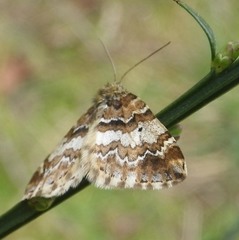 Enchoria lacteata