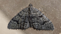 Xanthorhoe anthracinata
