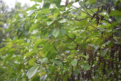 Alchornea latifolia