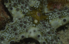 Neoferdina cumingi