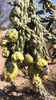 Cylindropuntia imbricata cardenche - Photo (c) mena_rabago, some rights reserved (CC BY-NC)
