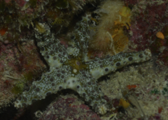 Neoferdina cumingi