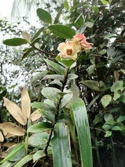 Didonica subsessilis