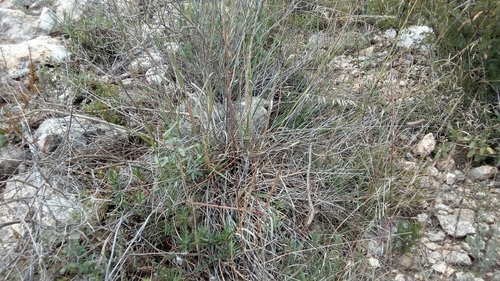 Image of Bouteloua uniflora by (c) Leticia Jiménez Hernández, some rights reserved (CC BY-SA)