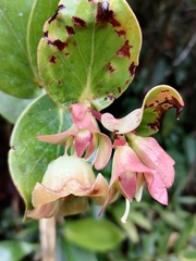 Didonica subsessilis