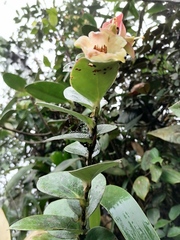 Didonica subsessilis