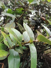 Didonica subsessilis