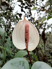 Anthurium lasabanetaense