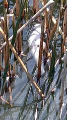 Orthodon microlepidotus