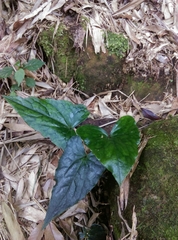 Asarum hypogynum