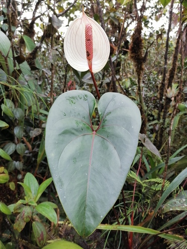 Anthurium decurrens  iNaturalist