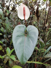 Anthurium lasabanetaense