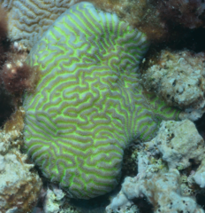 Leptoria phrygia