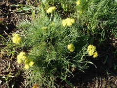 Lomatium caruifolium