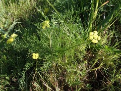 Lomatium caruifolium