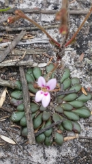 Stylidium assimile