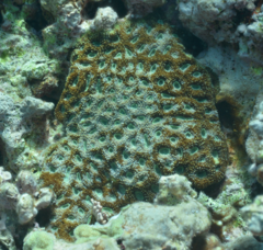 Acanthastrea