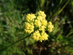 Lomatium caruifolium
