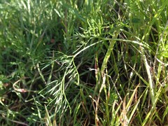 Lomatium caruifolium