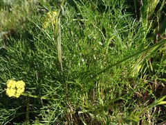 Lomatium caruifolium