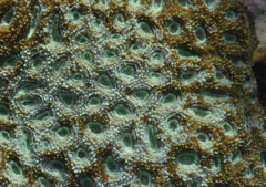 Acanthastrea