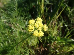 Lomatium caruifolium