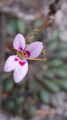 Stylidium assimile