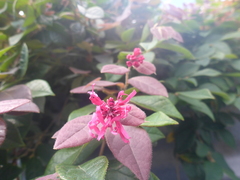 Loropetalum
