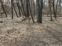 Odocoileus virginianus