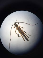 Stenorhopalus virescens