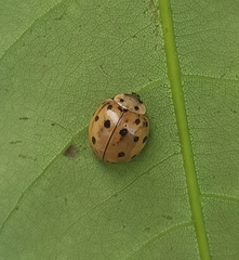 Harmonia sedecimnotata