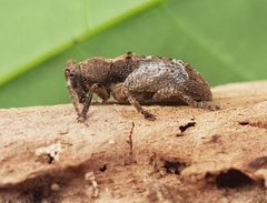 Pterolophia annulata