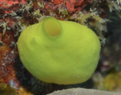 Leucetta chagosensis