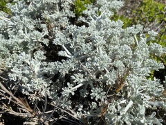 Artemisia pycnocephala
