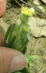 Senecio barbatus