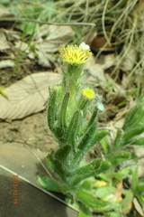 Senecio barbatus