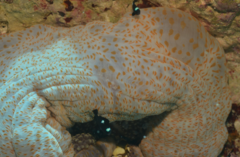 Stichodactyla mertensii