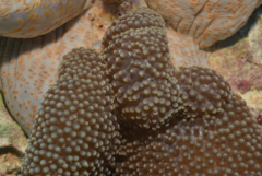 Stichodactyla mertensii