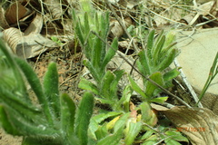 Senecio barbatus