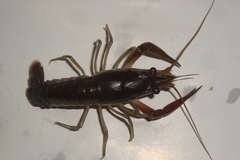 Procambarus llamasi
