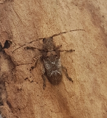 Pterolophia annulata