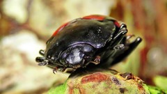 Megischyrus brasiliensis