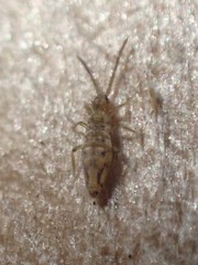 Entomobrya katzi