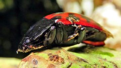 Megischyrus brasiliensis