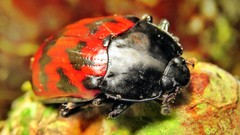 Megischyrus brasiliensis