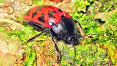 Megischyrus brasiliensis