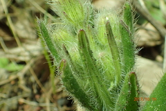 Senecio barbatus