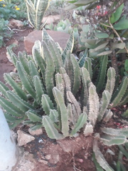 Stapelia grandiflora