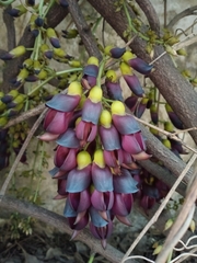 Mucuna sempervirens
