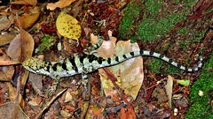 Urostrophus vautieri